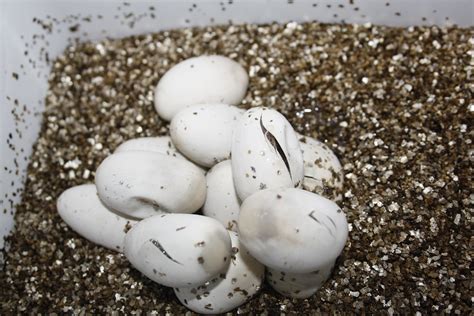 Eggs Hatching 2011 Clutch No 2 112 T Albino Alm2 X Flickr