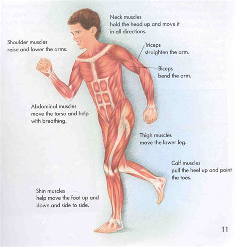 There are over 630 muscles in the human body; Muscular System | ENCOGNITIVE.COM