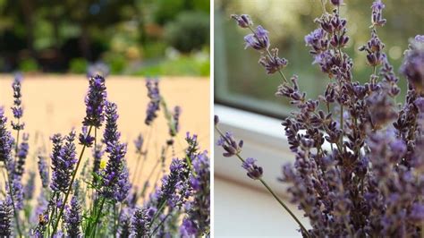 How To Care For Lavender Plant F