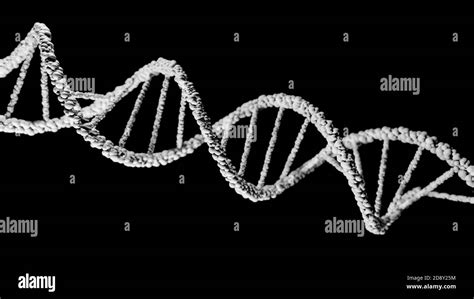 Dna Deoxyribonucleic Acid Structure Of Double Helix Molecule Polynucleotide Chains Atoms