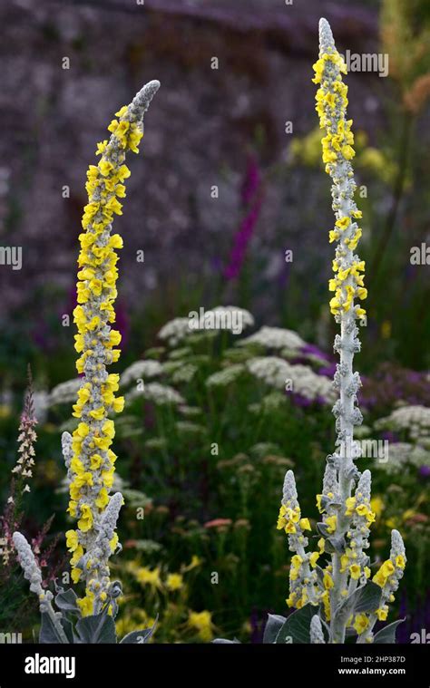 Common Mullein Flower Hi Res Stock Photography And Images Alamy