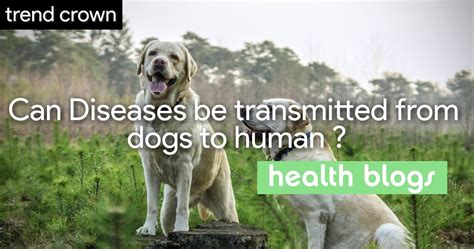 Diseases Transmitted From Dogs To Human Trend Crown