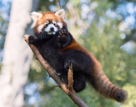 Happy Friday Here Are 10 Zoos Cutest Baby Animals