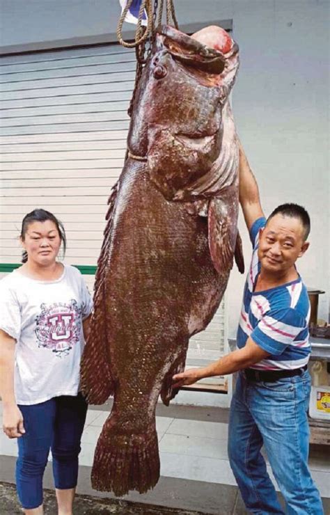 Jenis dari ikan kerapu sangatlah banyak sampai dua belas, diantara jenisnya ada yang memiliki ukuran sangat besar mencapai 100 kg. 5 Ikan Saiz Terbesar Yang Dijumpai Di Malaysia