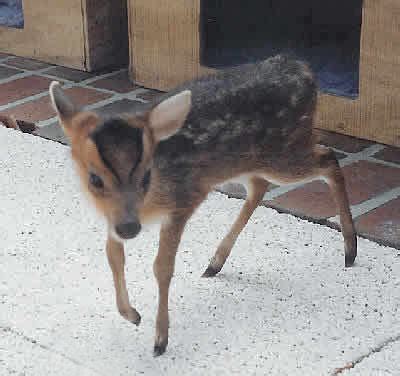 This muntjac has soft, short, brownish or greyish hair, sometimes with creamy markings. outdoor pets? | Yahoo Answers