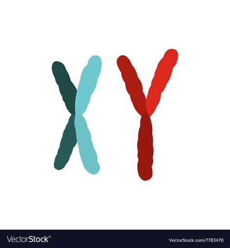 X And Y Chromosome Icon Royalty Free Vector Image