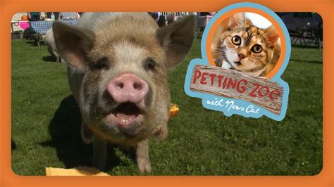 Even more, if you love this local ranch they offer birthday parties, pony rides, summer programs and more. Petting Zoo: Potbelly Pig Rescue Birthday Party - YouTube