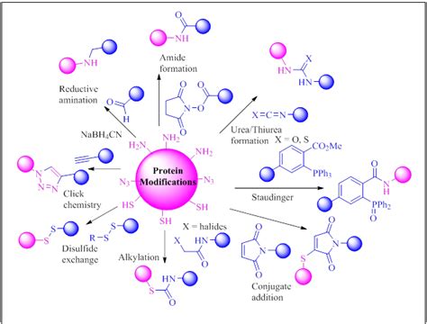 Chemical modifications involving protein active center identification are the subject of a review by pfleiderer (1). Scope and potential of chemical site-selective protein ...