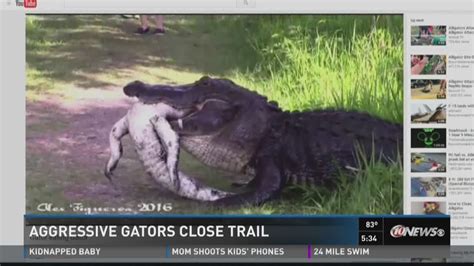 watch massive alligator eats another alligator in florida