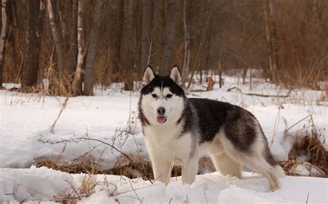 Siberian Husky Snow Wallpaper