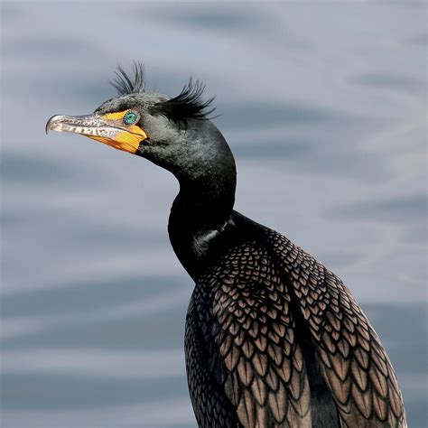 Double Crested Cormorant Closeup Photograph By Art Block Collections