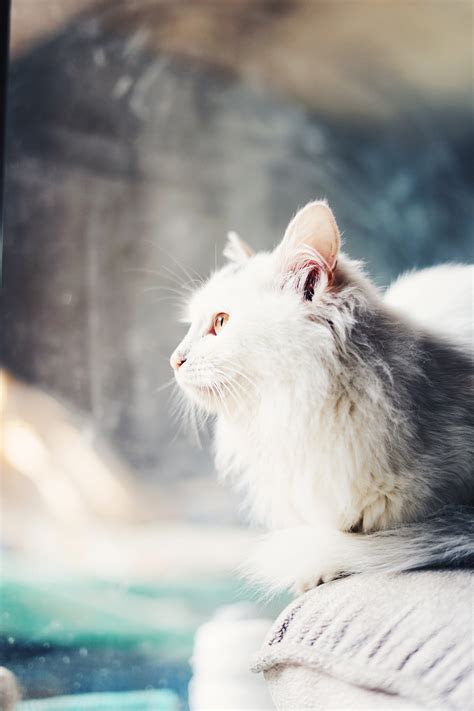 当前位置:百鸣 > 国外网站 > 国外搜索引擎. 黑猫与白猫|摄影|动物|Lray_ - 原创作品 - 站酷 (ZCOOL)