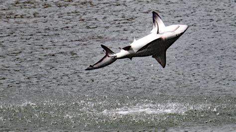 Spinner Shark