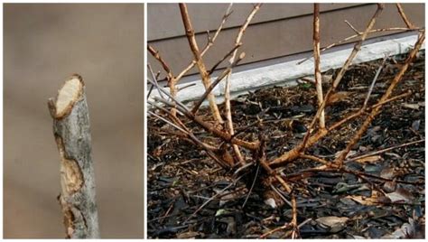 More information can be found at www.cottagegardenerltd.com. nuisance wildlife control in gardens, with ohio state's ...