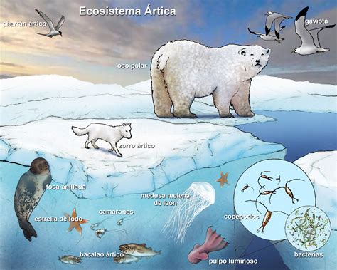Antarctic Ecosystem
