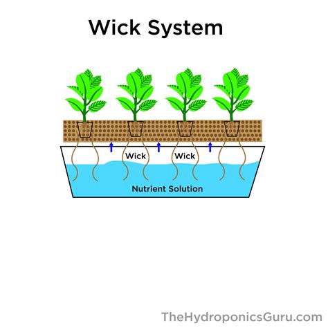 How The Wick Hydroponics System Works The Hydroponics Guru