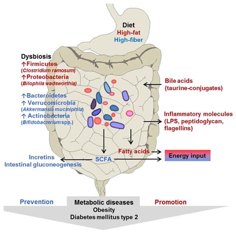 Nutrients Free Full Text The Intestinal Microbiota In Metabolic Disease