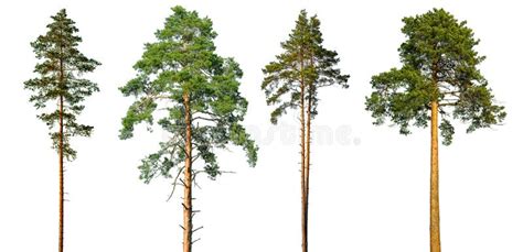 Tall Pine Tree Stock Image Image Of Lumber Environment 62990903