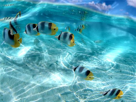 Colorful Tropical Fish Ocean Transparent Water Hd