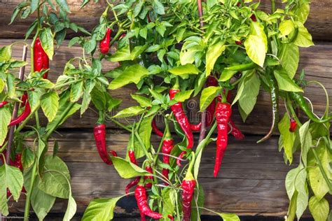Hot Pepper Bush Of Red Chili Pepper Ripening In Garden Stock Photo