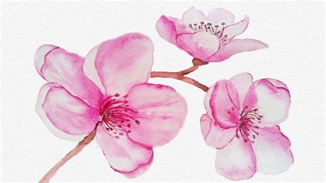 Watercolor Cherry Blossom Flowers Easy Botanical