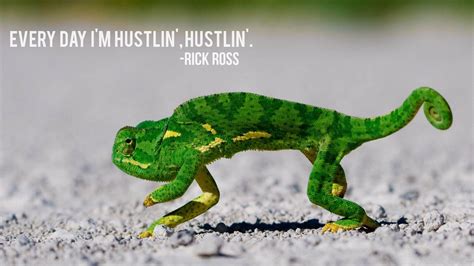 Funny Chameleon Wallpapers - Top Free Funny Chameleon Backgrounds