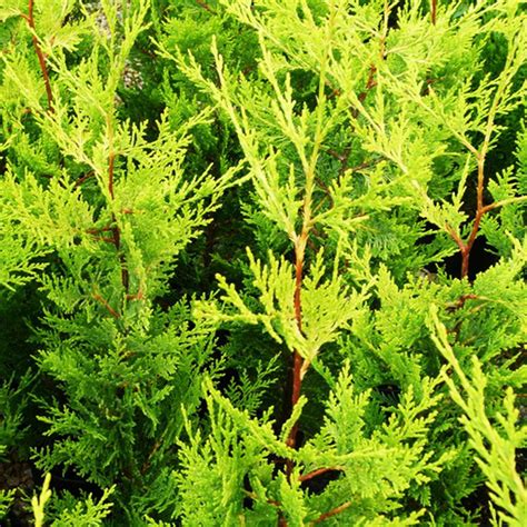 Gold Leylandii Hedging Plants 30 50cm Leyland Dense Evergreen Hedge