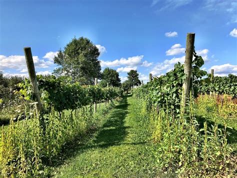 Cold Country Vines And Wines Kewaunee 2021 All You Need To Know Before You Go With Photos
