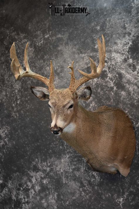 Whitetail Deer Taxidermy Shoulder Mount For Sale Sku 1773 All Taxidermy