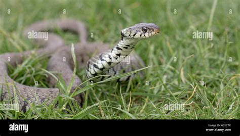 Grass Snake Natrix Natrix Photographed In Sussex England Spring Stock Photo Alamy