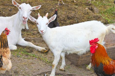 Chickens And Goats On The Farm Stock Image Image Of Healthy Black