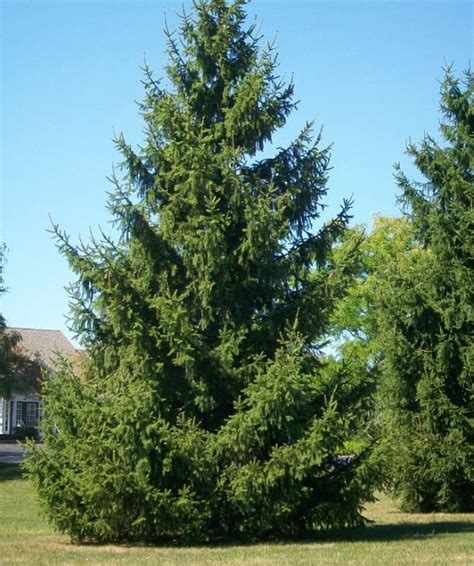 Spruce Trees For Sale Caledon Treeland