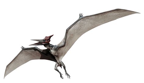 Jurassic World Pteranodon Render 4 By Tsilvadino On Deviantart