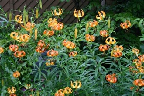 5 Turks Cap Lily Root Bulbs Lilium Superbum Seeds And Bulbs