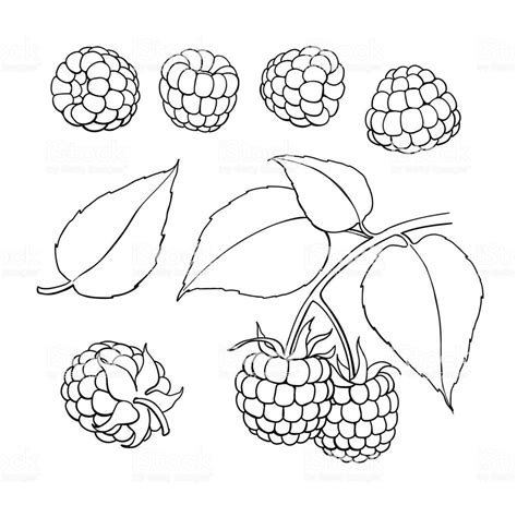 Raspberry Vector Drawing Isolated Berry Branch Sketch On White