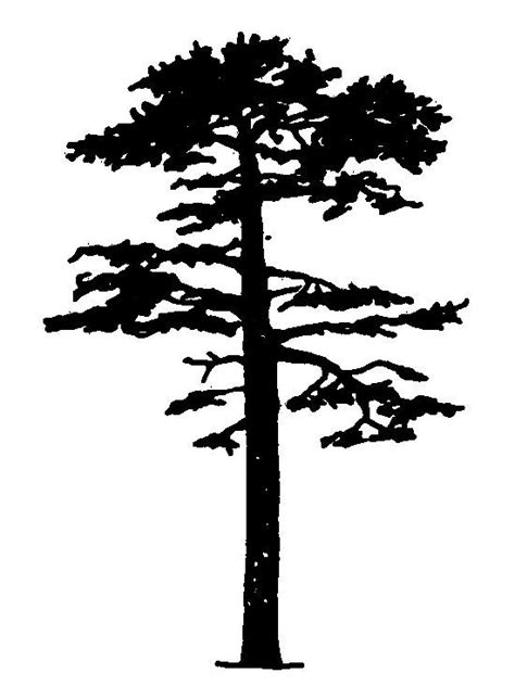 Tall Pine Tree Silhouette Png Pngdotcom Free Png Images Cliparts