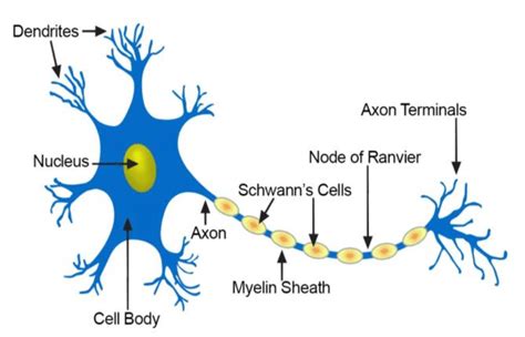 Neuron Structure 2 Integrate And Fire Neuron Model The Integrated
