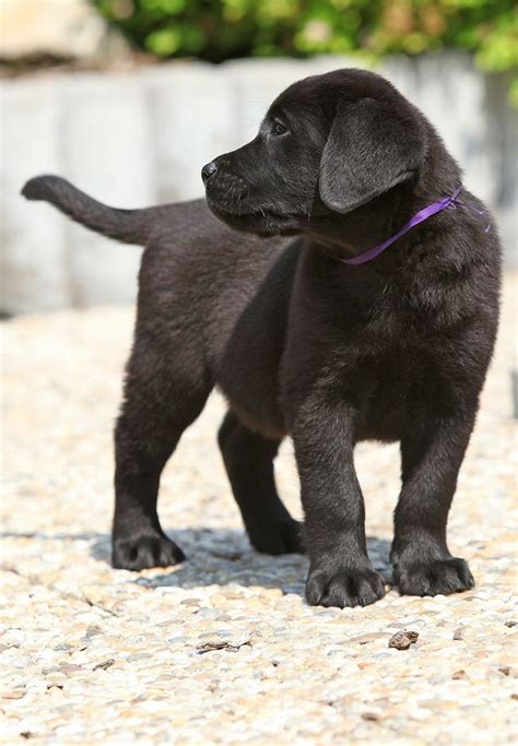 Female Black Lab Dog Names Top Dog Information
