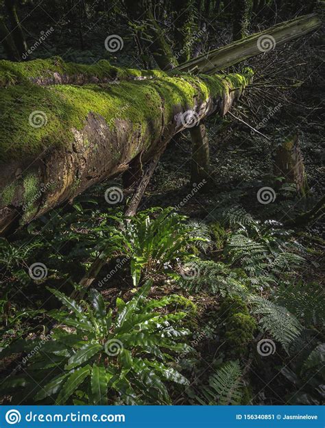 Fallen Tree Covered With Moss In Woodland Lit By Morning Sunlight Stock