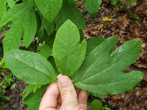 The 3 different leaves of Sassafras albidum. No thumbs, 1 thumb, and 2 thumbs! : botany