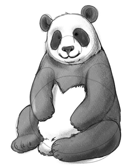 Easy Panda Drawing Guide In 5 Steps Video Illustrations