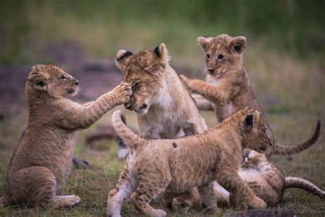 6 New Lion Cubs In Kenya Africa Geographic