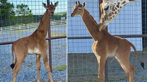 Spotless Arrival Rare Giraffe Without Coat Pattern Is Born At