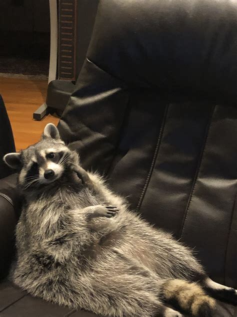 Couch Potato Raccoon Filmed Eating Popcorn Off Belly And Watching Tv