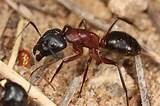 Fire Ants Poison Photos