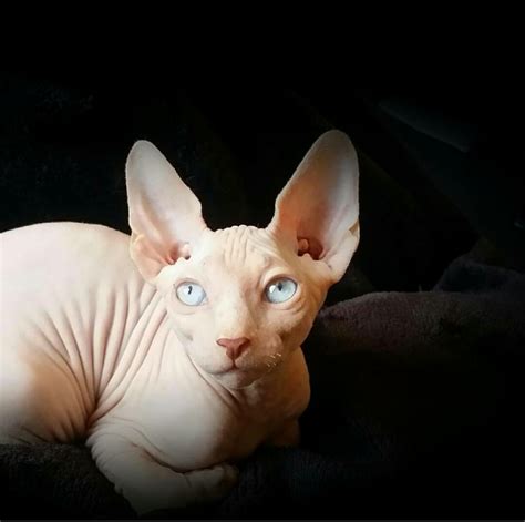 Sphynx Cat Breed Meow Lifestyle