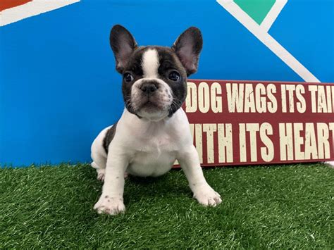 170+ sweet french … brindle male french bulldog puppy named clyde. French Bulldog-DOG-Male-Brindle Piebald-2941074-Petland ...