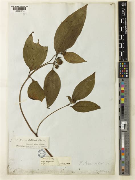 Tristemma Juss Plants Of The World Online Kew Science