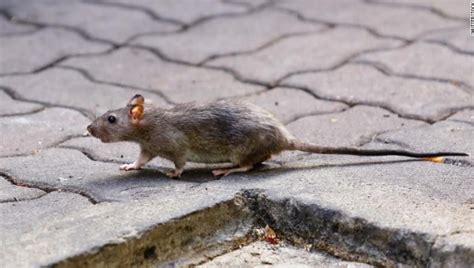 Descubren Por Primera Vez Un Caso De Enfermedad De Ratas En Un Humano Cnn