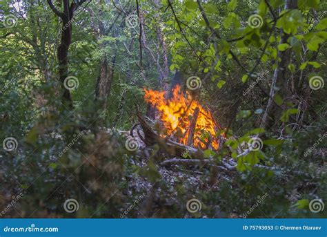 Blowing On Flaming Trees During A Forest Fire Stock Image Image Of